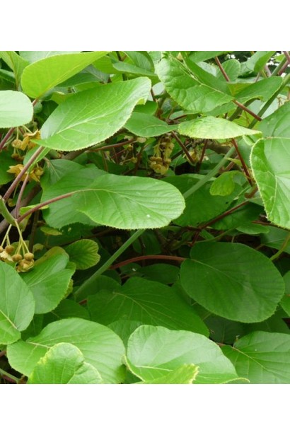 Листя актинідії Атлас крупним планом